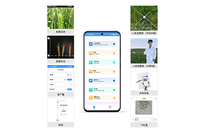 小麦表型测量仪IN-XM05